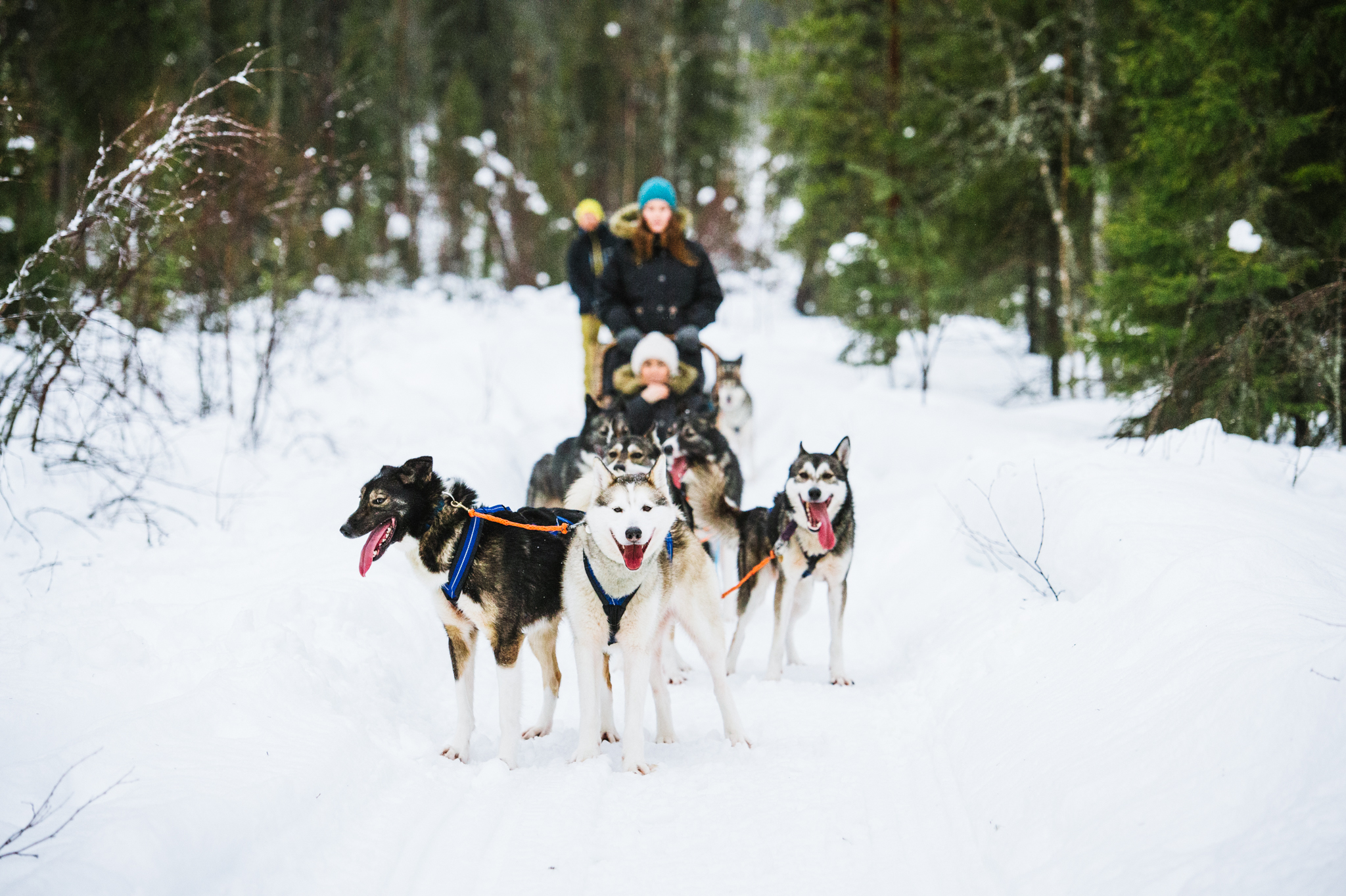 Husky-Safari