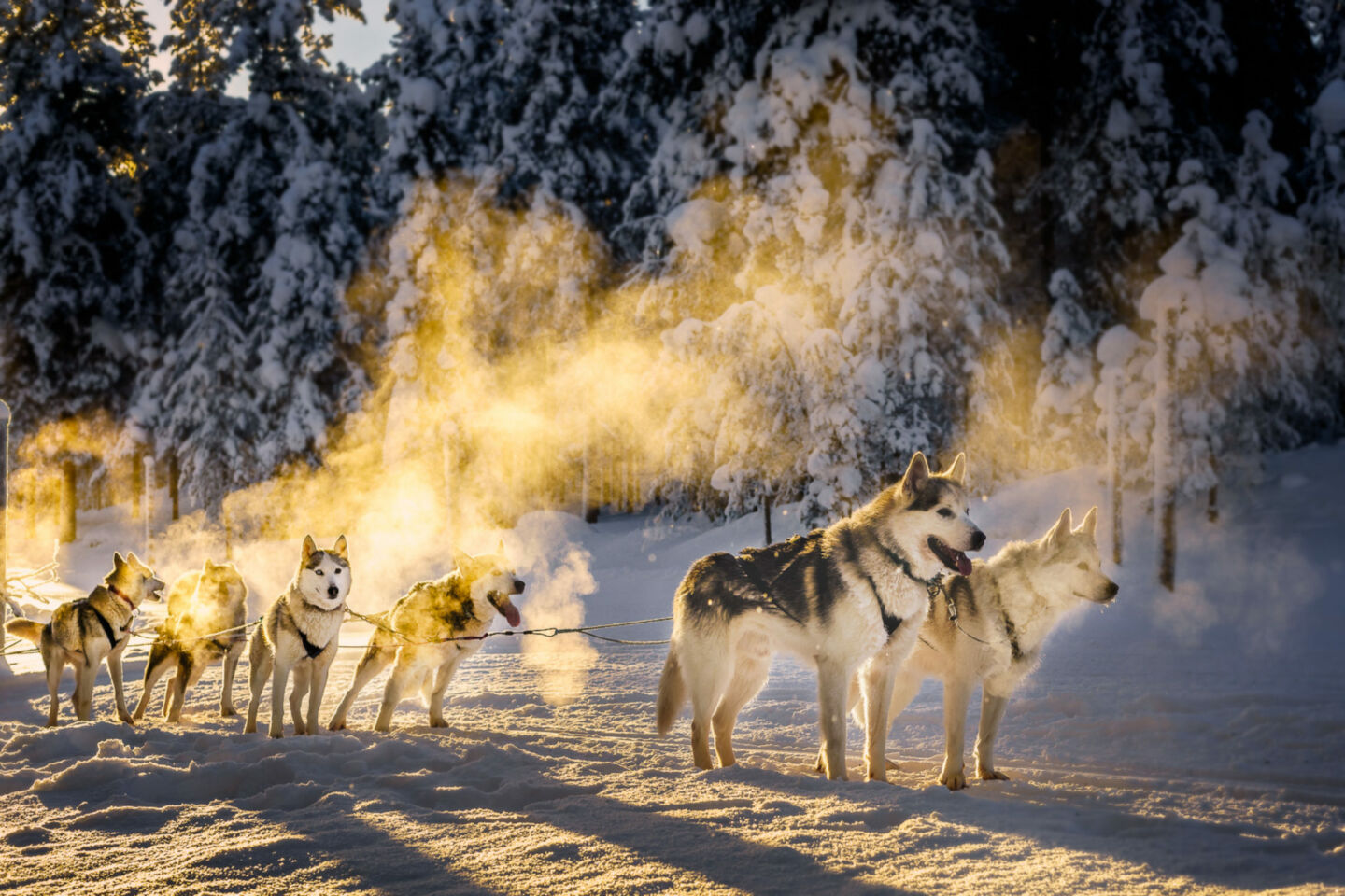 Salla-Huskyt